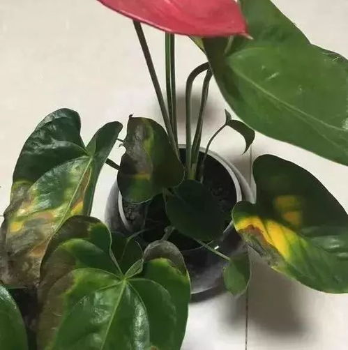 红掌花根系腐烂，为什么总是养不活