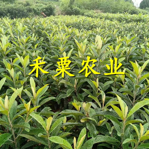 市场需求是关键