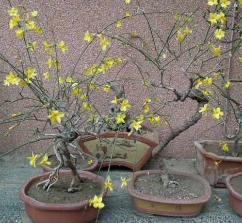 浇水施肥，讲究方法