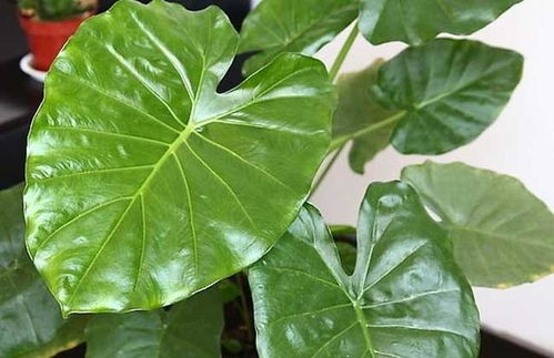 滴水观音生虫，是土壤问题还是环境因素