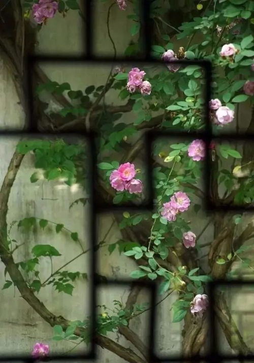 花开花落，花语传情