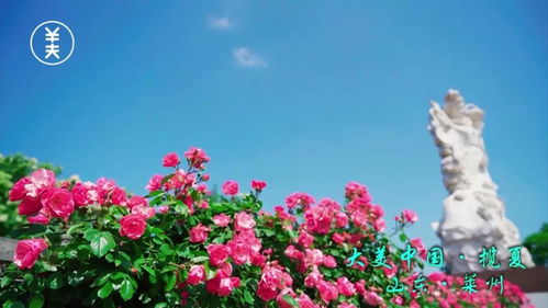 月季花：莱州的美丽象征