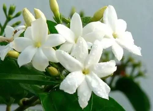 修剪茉莉花，疏枝促花蕾