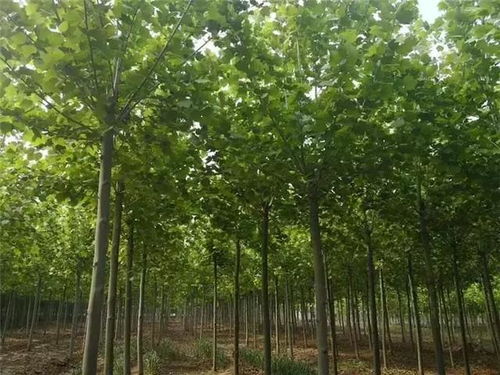 活冠比的重要性