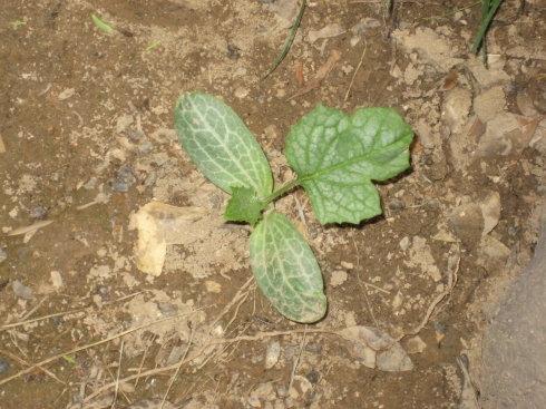 丝瓜的生长阶段与除草剂
