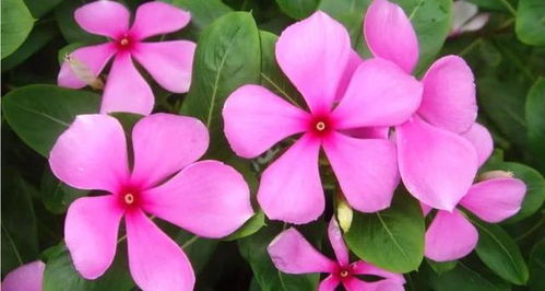 揭秘长春花风水禁忌：居家养植指南