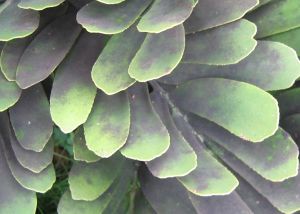 7. 煤污病——叶片的黑色面膜