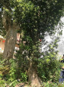 罗汉松盆栽养殖攻略：轻松打造爆款家居绿植