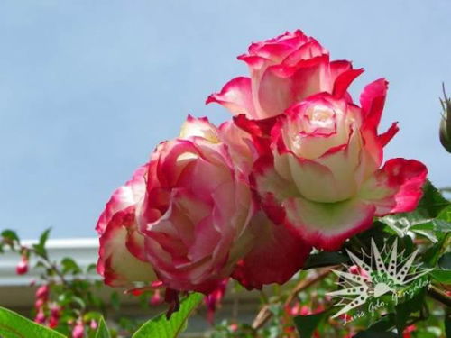 33朵粉色玫瑰代表爱情绵延和感恩
