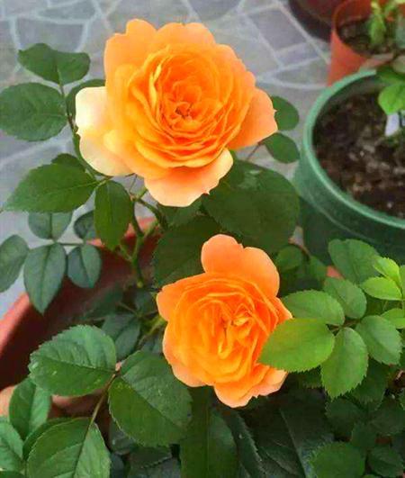 果汁阳台月季：花开花落，一年几回春？