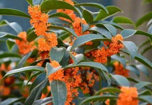 养花心得：与树共成长