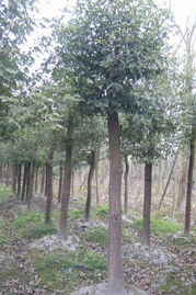 常见绿化树木樟树， 四季常绿，城市的美容师