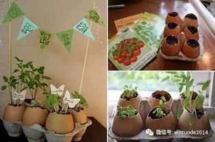 鸡蛋盒子种花？如何巧妙利用空间