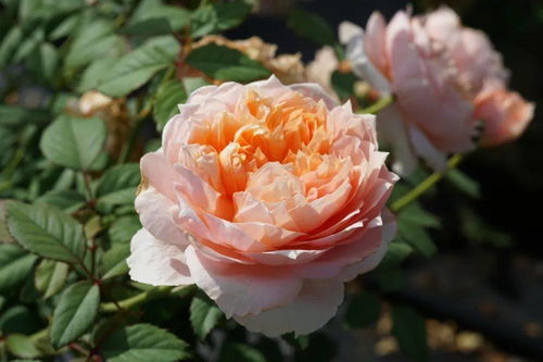 桃染月季的独特之处