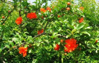 石榴与花石榴的价格探秘