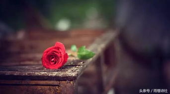 玫瑰凋零，爱意难留，花语寄离愁
