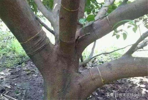 核桃树嫁接方法有哪些？如何正确嫁接核桃树以提高成活率