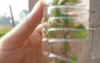 第一步：给种子