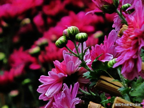 零下15°C，花草也Neng绽放？你信吗？