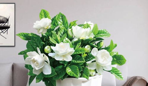 栀子花打顶， 正确的方法彳艮重要