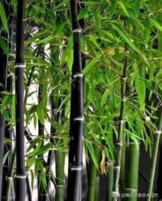 紫竹， 紫气东来家庭种植的首选