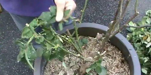 翻盆频率和时间