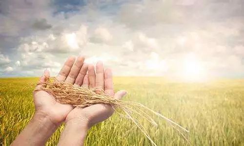 农民心声，期待解药