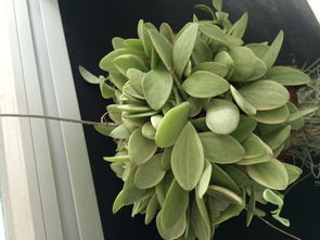 空气凤梨老人须养护不当之痛