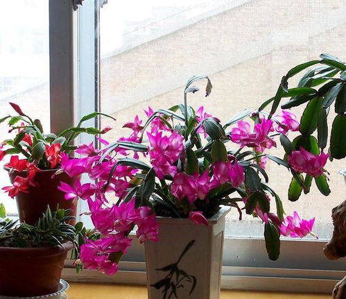 扦插方法， 多种多样