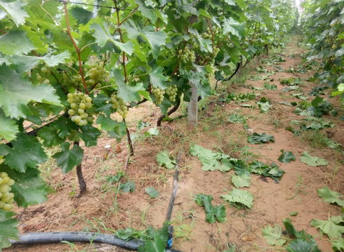 一克氟氯氰菊酯兑多少水？