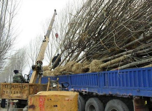 苗木分类， 装车方式各不同