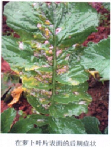 十字花科黑斑病， 也要防备