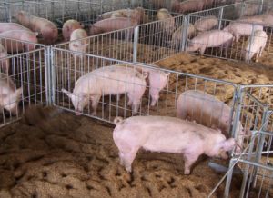 冬季养猪，精准控温