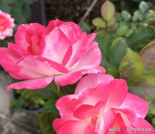 徒手杀虫， 这个方式比较适合男士