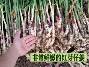 生姜上的农药残留， 真是让人头疼