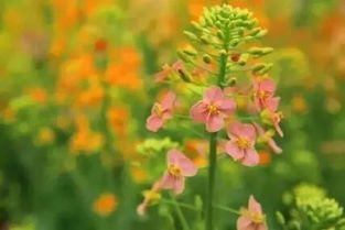 五月花开时节，天尘为你推荐哪些花卉品种？