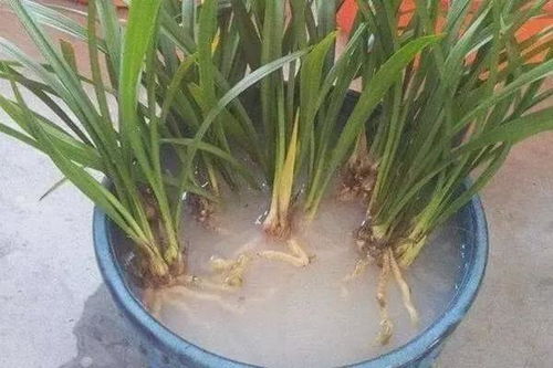 营养土， 兰花种植的得力助手