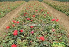 月季小苗怎么养才嫩提高成活率？