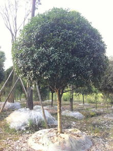 罗汉松移植，根系保护是关键