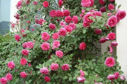 月季：花色丰富， 花期超长