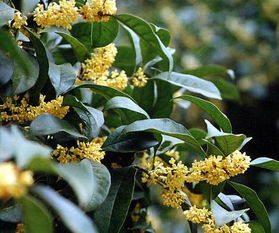 桂花树生长环境揭秘：气候条件大揭秘！