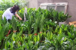 夏日花卉的选择与养护