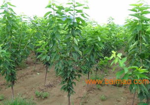 想嫁接车厘子树，该用哪种树苗