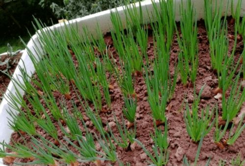 耐旱耐寒的植物种类