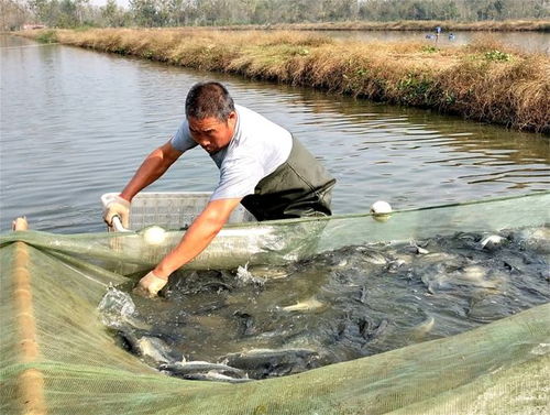 鲈鱼以小鱼、虾、昆虫等为食，偏爱富含蛋白质的食物