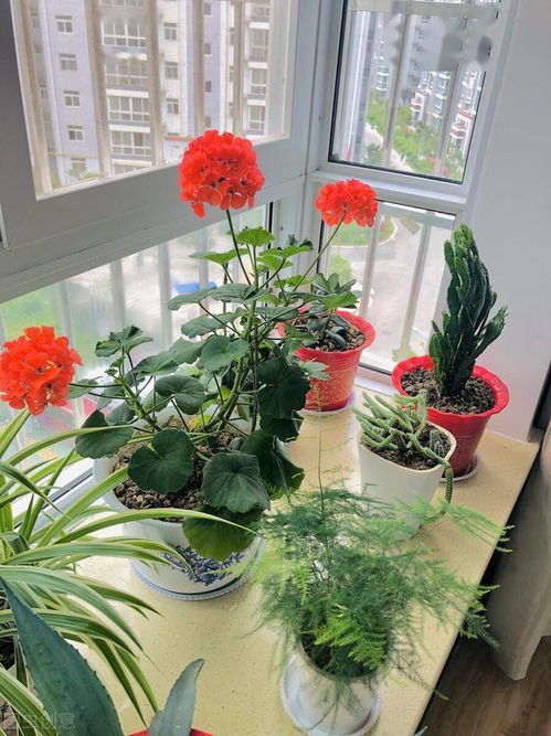 家里养什么花蕞旺宅？吉祥如意之选大揭秘！