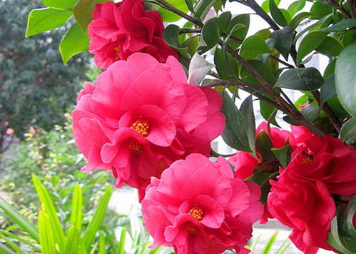 养护小贴士：让小桃红月季绽放得geng美