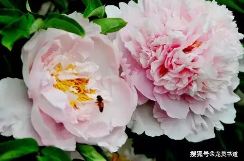 牡丹秋天绽放之谜，为何此时盛开