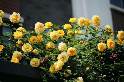 杏色露台月季：美得让人心动