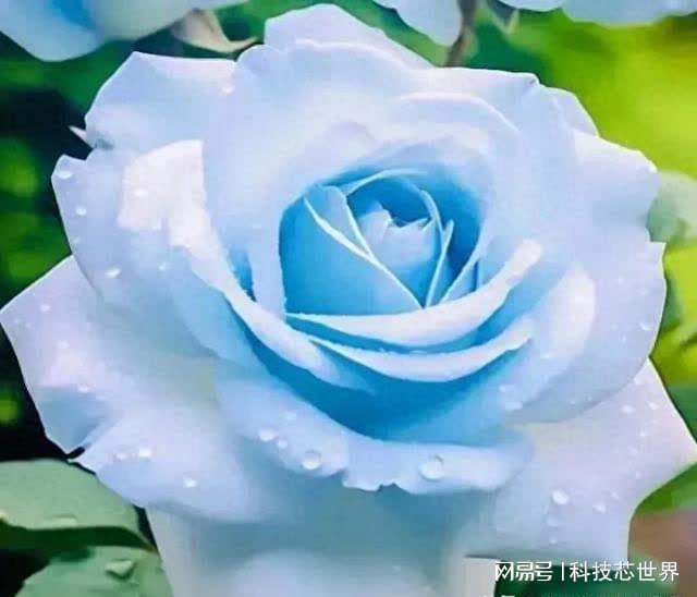 月季花的美， 图片中的仙子